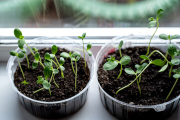 Seedling watermelon in a plastic container on the windowsill