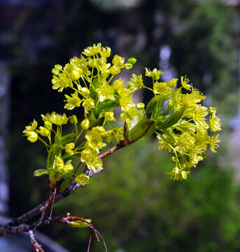 green young shoots of maple during spring flowering