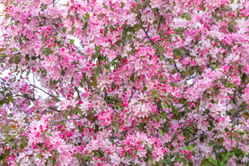 background The pink apple tree blooms in May, Plenty of bloom. The crown is lush and is characterized by the thickness of leaves and inflorescences