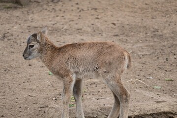 Naklejka na ściany i meble mouflon in a small zoo