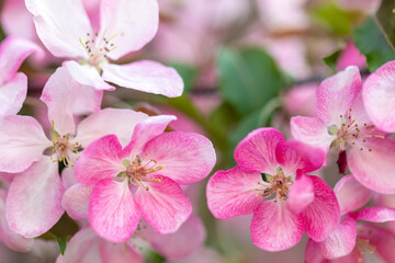 Macro pink flowers of the apple variety tree, the crown is lush and is distinguished by the density of leaves and inflorescences