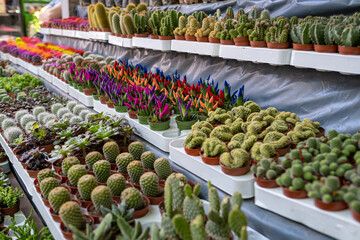 Garden full of colorful cactus and baby cacti. flower outlet.