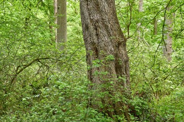 The trunk of an old maple tree (Acer campestre)