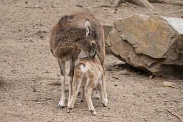 mouflon in a small zoo
