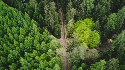 Forest drone shot