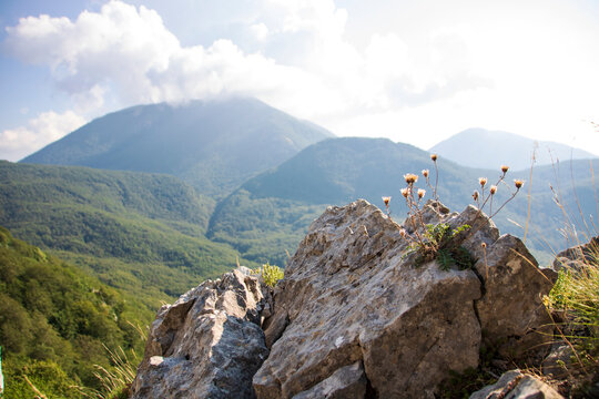 Pollino