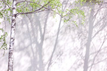 White abstract background texture of leaf shadow on concrete wall and green tree branches, birch tree