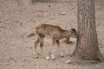mouflon in a small zoo