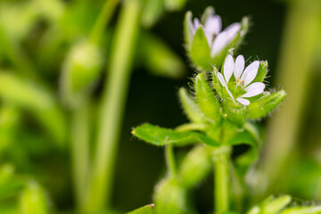 Spring flowers in the garden. Close up.