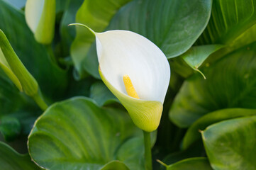 one in green large leaves Zantedeschia aethiopica, commonly known as calla lily and arum lily....