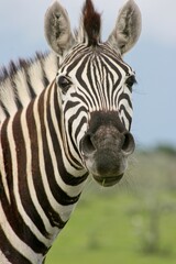 Head on portrait of wild Burchell's Zebra (Equus quagga burchellii) staring at camera Etosha National Park, Namibia.
