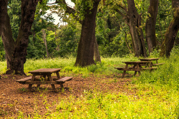pic-nic tables in the woods among the trees in the Capodimonte Italian park in Naples