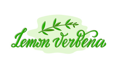 Vector illustration of lemon verbena lettering for packages, product design, banner, spice shop, pharmacy price lists. Handwritten phrase with leaves for web or print
