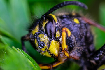 A beautiful insect is resting on the green leaves of a flower. Close up.