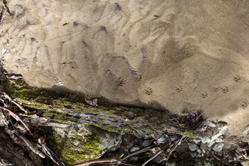The tracks of a small raccoon on a sandy beach in the rays of the morning sun in spring in nature.