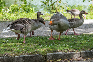 country goose on the beach