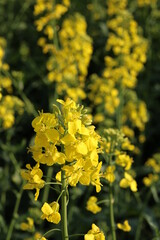 Obraz premium Rapeseed field, sunny day, cloudy sky.