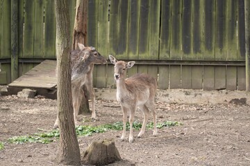little deer in a zoo nature