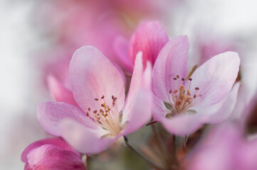 Naklejka na ściany i meble blossoming apple tree on a background of blur sky, nature spring background