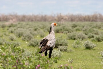 Portrait of Secretary Bird (Sagittarius serpentarius) on ground hunting Etosha National Park, Namibia.