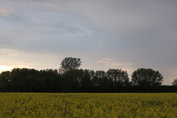 Rapeseed field, sunny day, cloudy sky.
