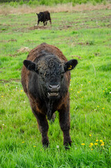 Fototapeta premium cow in the field