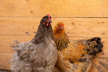 Beautiful purebred chickens on a home farm, cochin and brahma, close-up, portrait