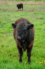 cow in the meadow