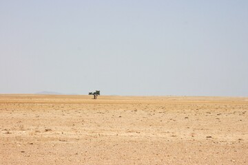 Fototapeta na wymiar Single tree in desolate landscape of sand and desert in Solitaire, Nambia.