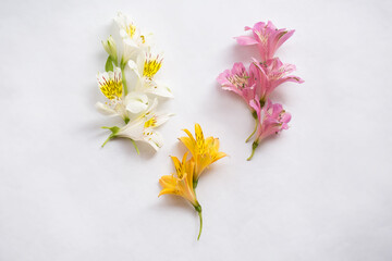 White and yellow alstroemeria on a light background.