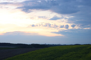 Fototapeta na wymiar Rapeseed field, sunny day, cloudy sky.