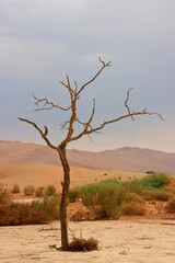 Hidden Vlei dead tree in lansdscape Namib-Naukluft National Park, Namibia.
