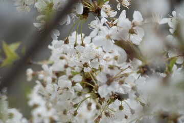 beautiful fragile blooming cherry tree