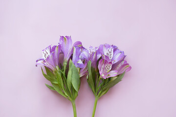 Lilac alstroemeria on a pink background.