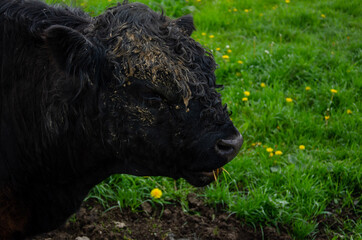 black and white calf