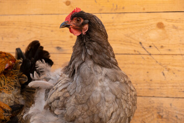 Beautiful purebred chickens on a home farm, cochin, close-up, portrait