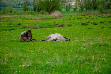 sheep and lambs