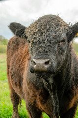 Fototapeta na wymiar american buffalo in the field