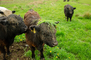 sheep in the field