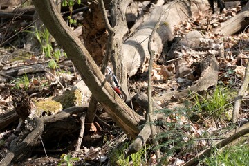 woodpecker bird on a tree branch