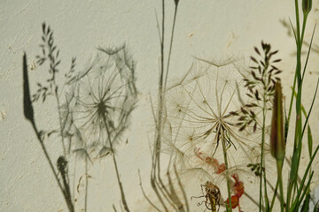 Dandelion and other plants and their shadows on a white wall