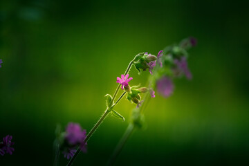 Beautiful purple wildflower blooming in the tall grass in meadow. Summer morning scenery of Northern Europe.