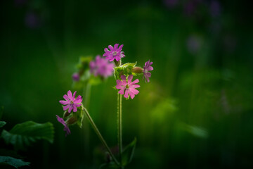 Beautiful purple wildflower blooming in the tall grass in meadow. Summer morning scenery of Northern Europe.