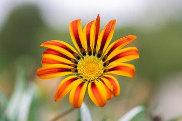 Gazania rigens splendens treasure flowers in bloom, orange yellow cultivated ornamental garden flowering plants