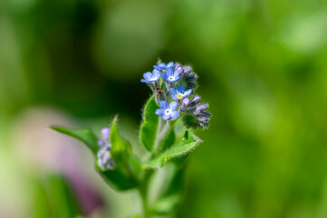 Myosotis sylvatica wood forget-me-not beautiful flowers in bloom, wild plants flowering in forests