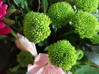 detail of beautiful pink flowers