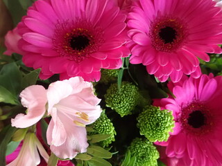 detail of beautiful pink flowers