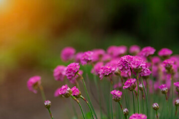 Flowers toned against the background of the sun. Spring flower field. Blurred background. 