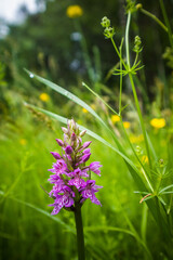 Beautiful purple wildflower blooming in the tall grass in meadow. Summer morning scenery of Northern Europe.