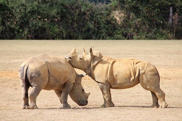 Fototapeta premium white rhinoceros in a zoo in france